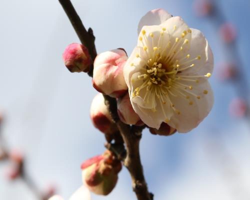 豊後系と思われる、ガクが赤く花弁に少し赤みを差した梅の拡大